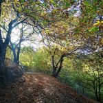 Bosque de cobre Málaga